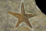 Ordovician Starfish (Petraster?) Fossil - Morocco #178811-1